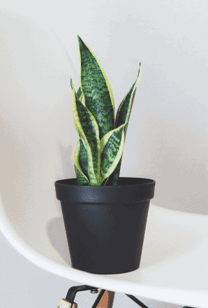 Snake Plant