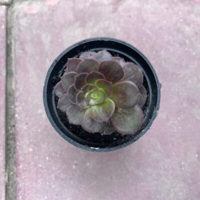 Aeonium plant Aeonium plant