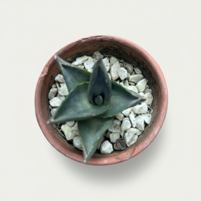 Agave Pumila Agave Pumila