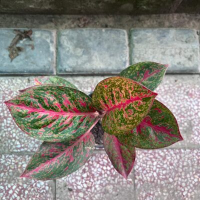 Aglaonema Pink Aglaonema Pink