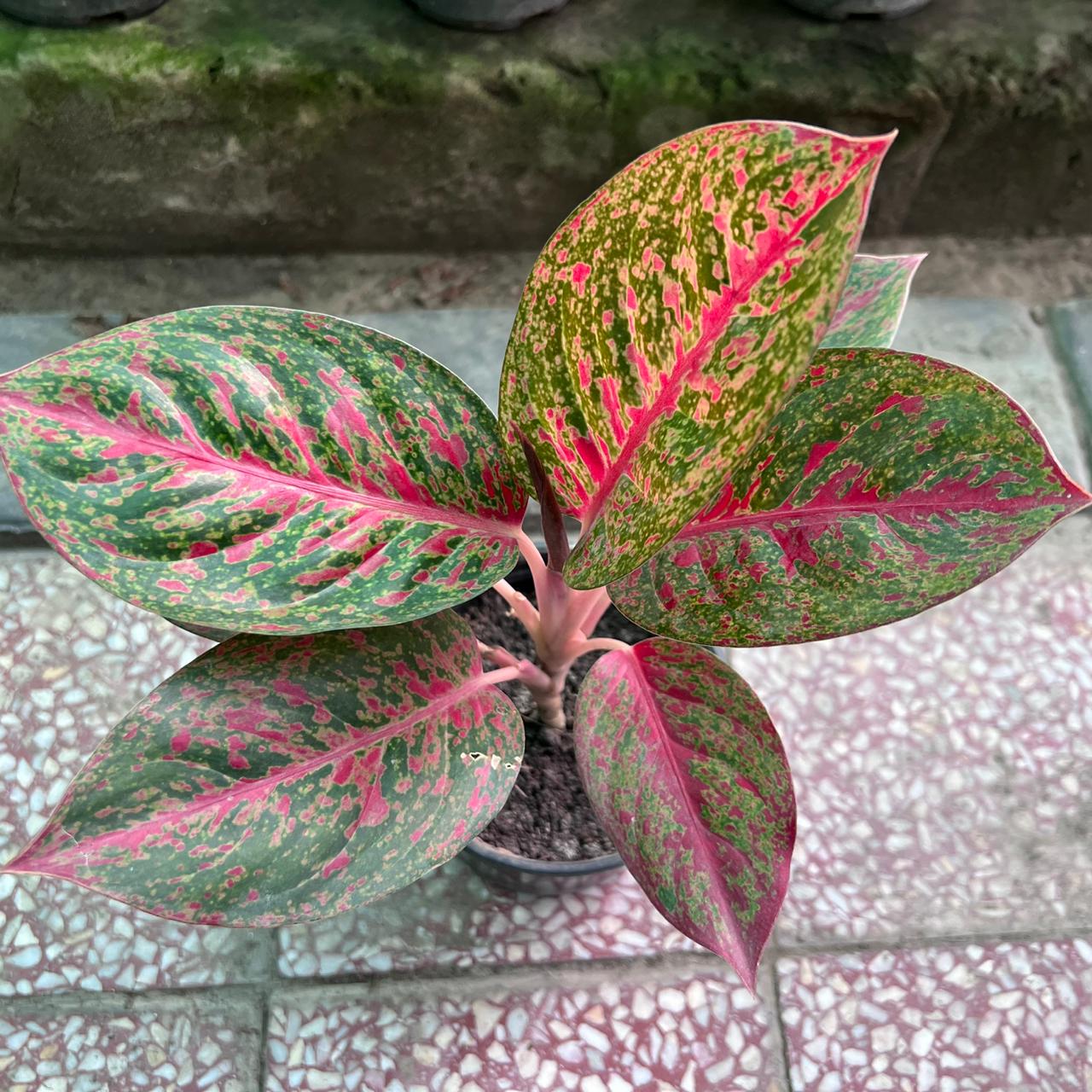 Aglaonema Pink Lady plant