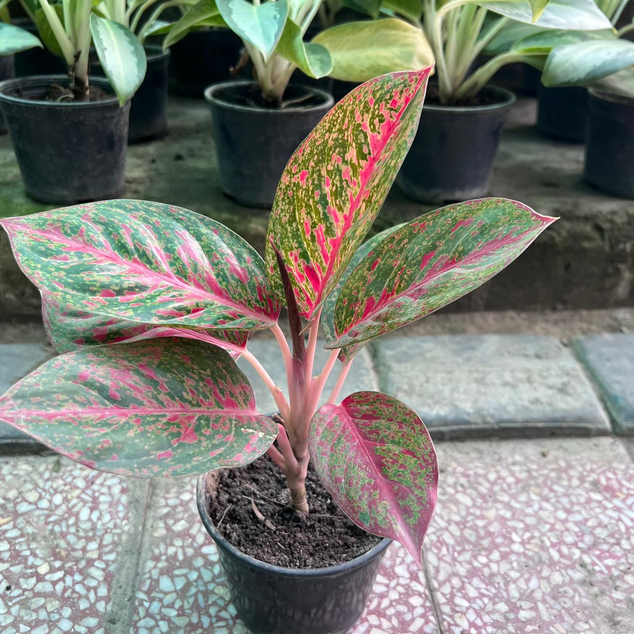 Aglaonema Pink Lady