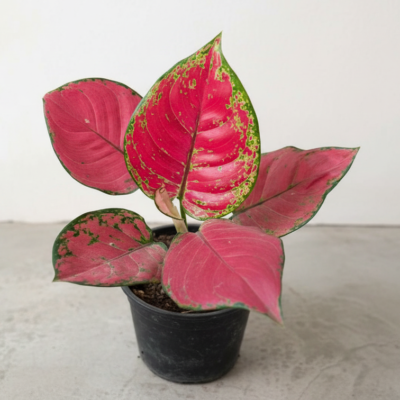 Aglaonema Red
