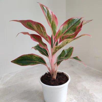Aglaonema Red Lipstick