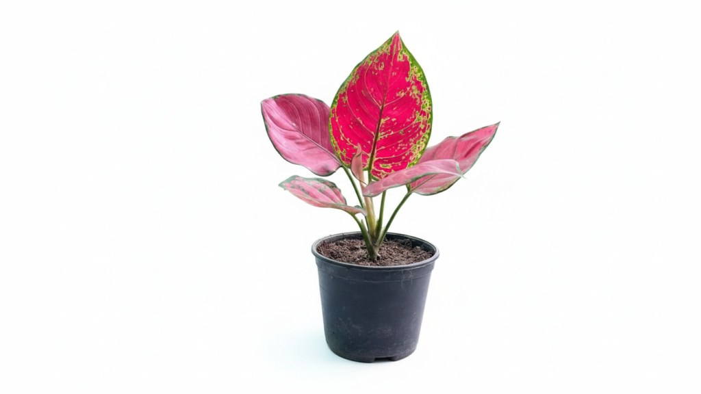 Aglaonema Red Queen plant
