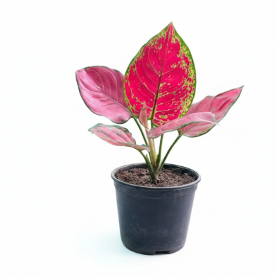 Aglaonema Red Queen plant Aglaonema Red Queen plant