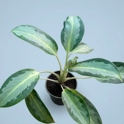 Aglaonema Silver Queen