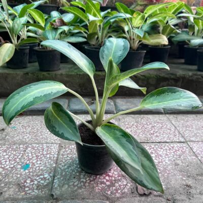 Aglaonema Silver Queen Indoor Aglaonema Silver Queen Indoor