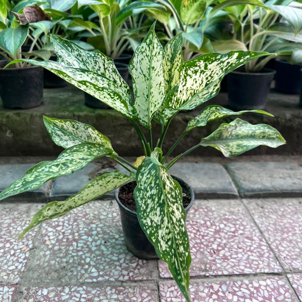 Aglaonema Snow White plant