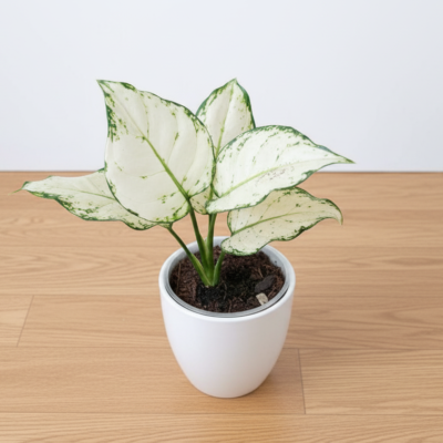 Aglaonema White plant
