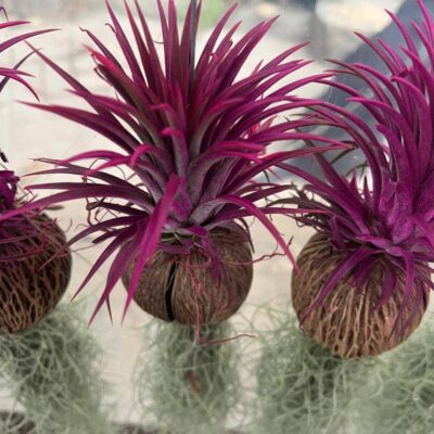 Air Plant (Tillandsia)