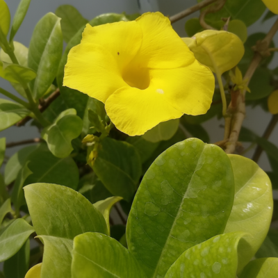 Alamanda Vine