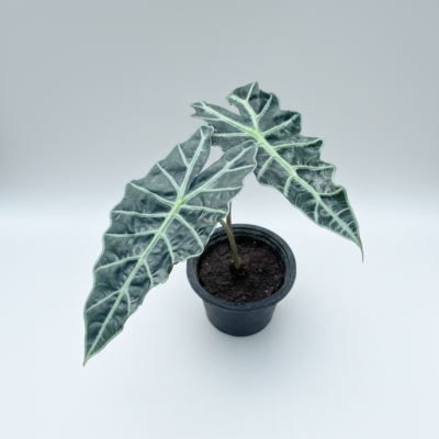 Alocasia Amazonica