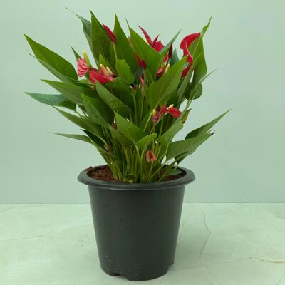 Anthurium Flamingo