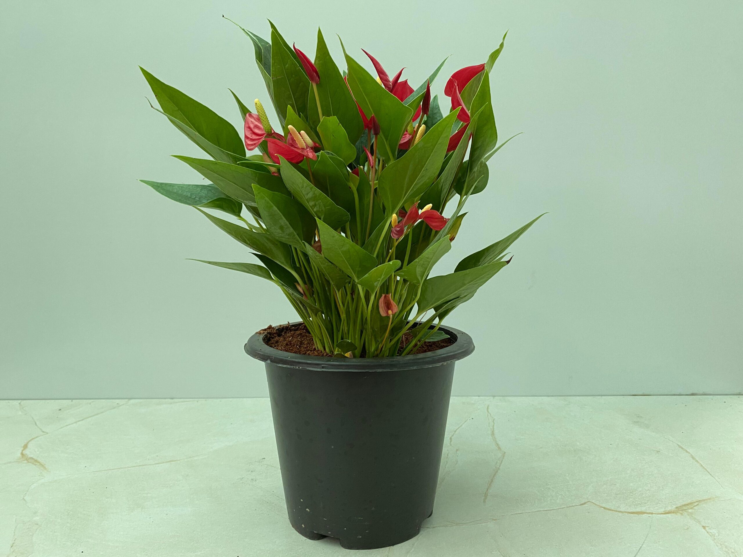 Anthurium Flamingo