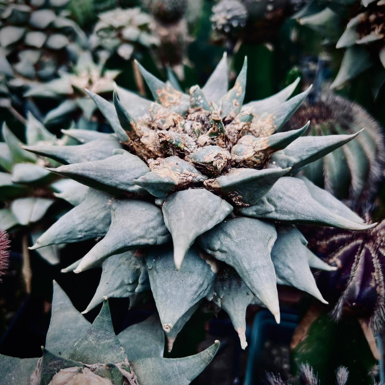 Ariocarpus Retusus plant
