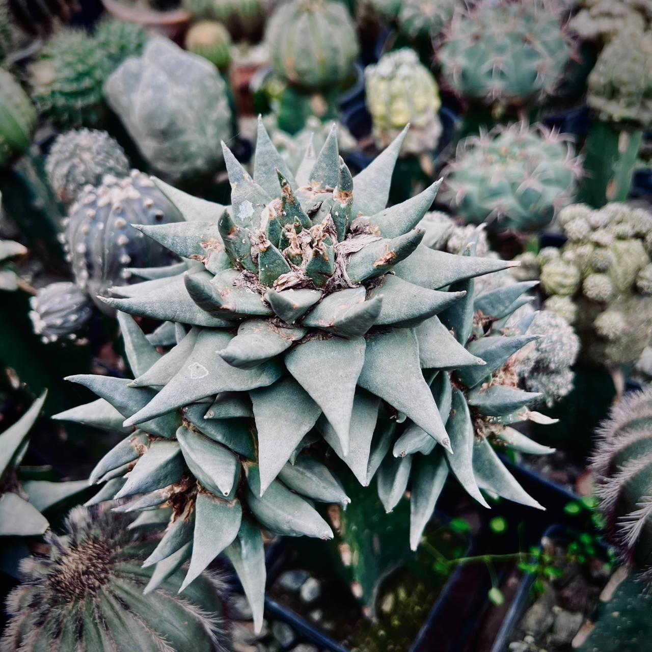 Ariocarpus Retusus plants in pakistan