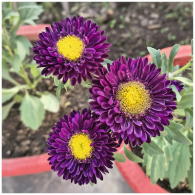 Aster Flower