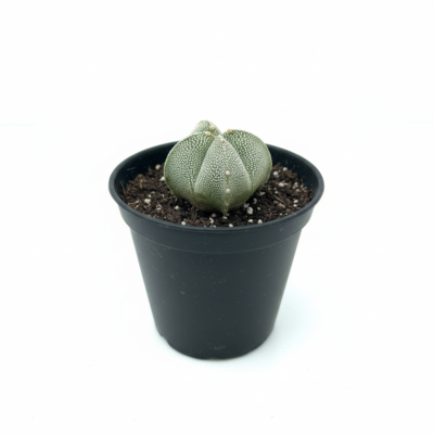 Astrophytum