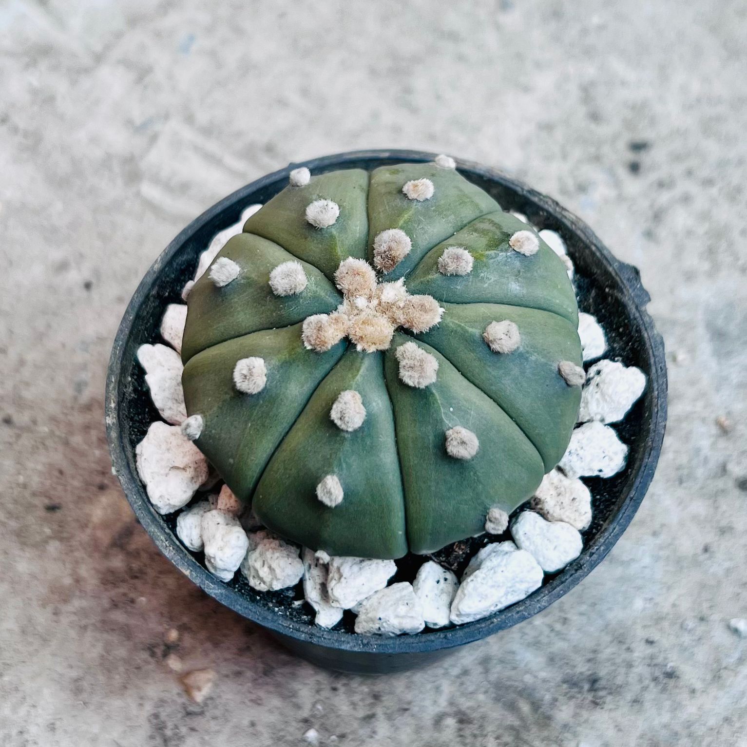 Astrophytum Asterias Dark Green