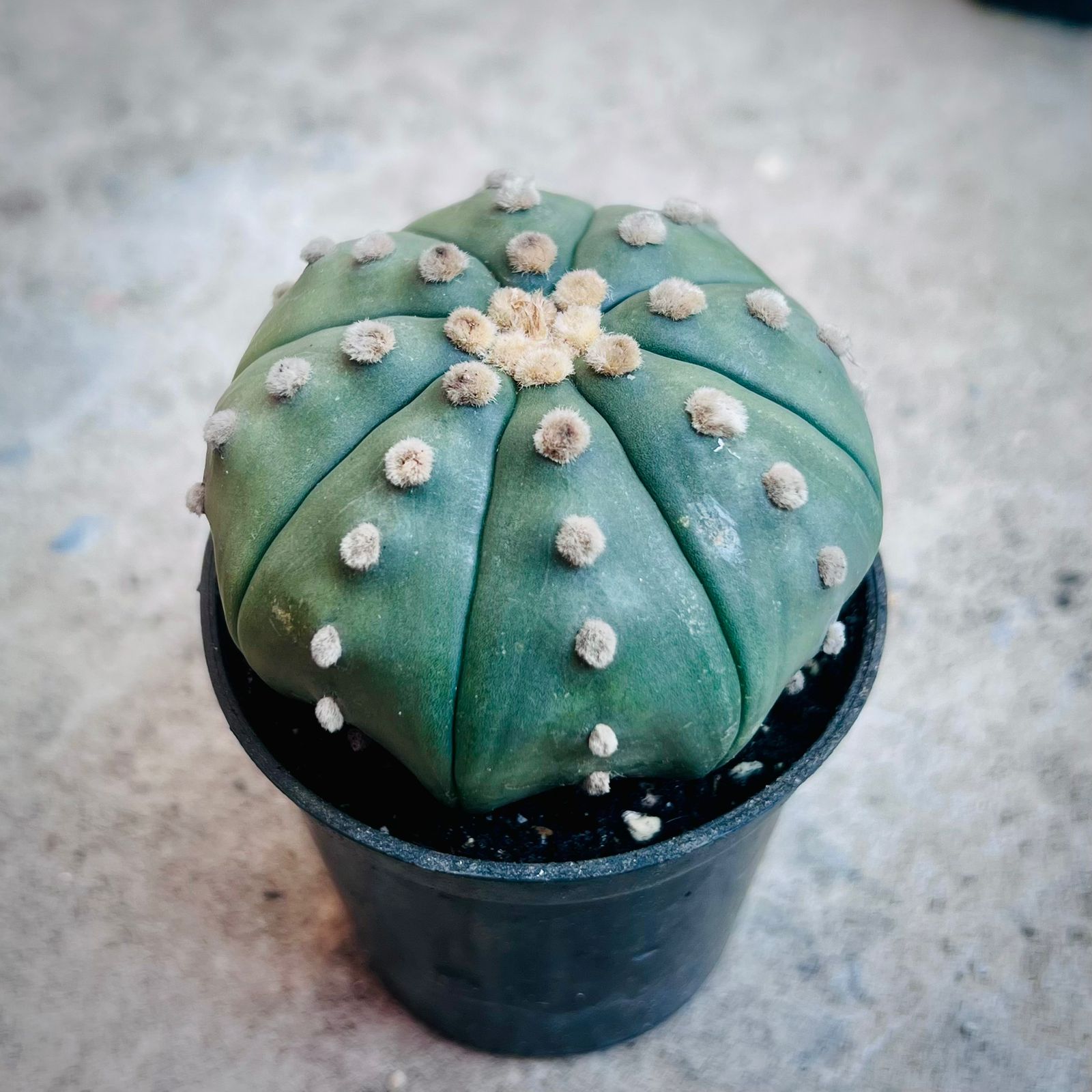 Astrophytum Asterias Green