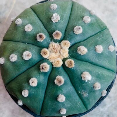 Astrophytum Asterias cactus Astrophytum Asterias cactus