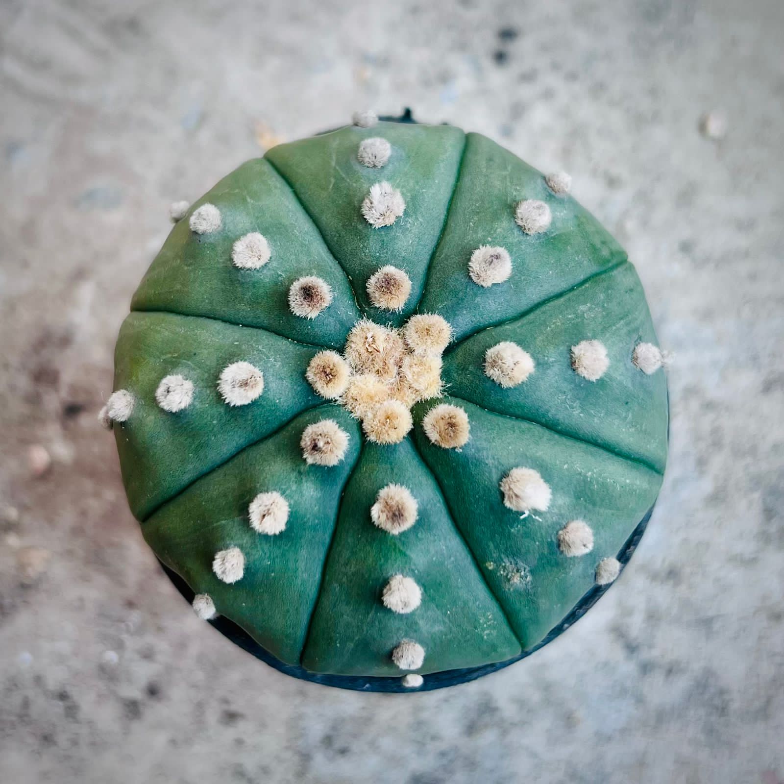 Astrophytum Asterias green Cactus
