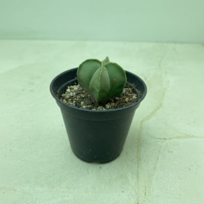 Astrophytum - Green