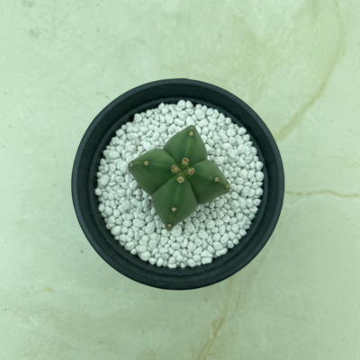 Astrophytum – Green cactus Astrophytum - Green cactus