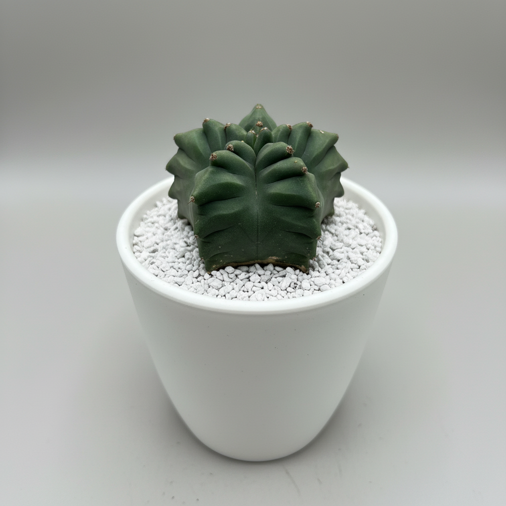 Astrophytum Kikko