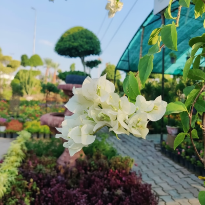 Bougainvillea - White
