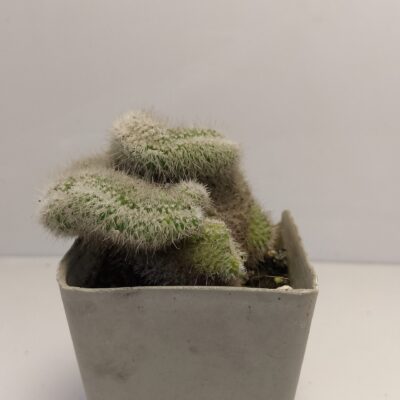 Cereus Cactus