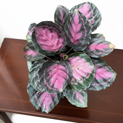 Calathea Roseopicta leaf