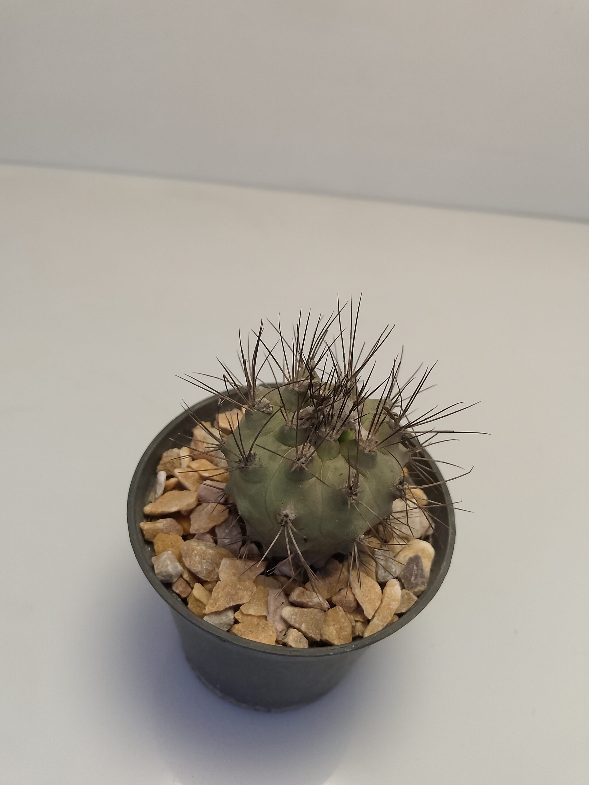 Copiapoa cacti
