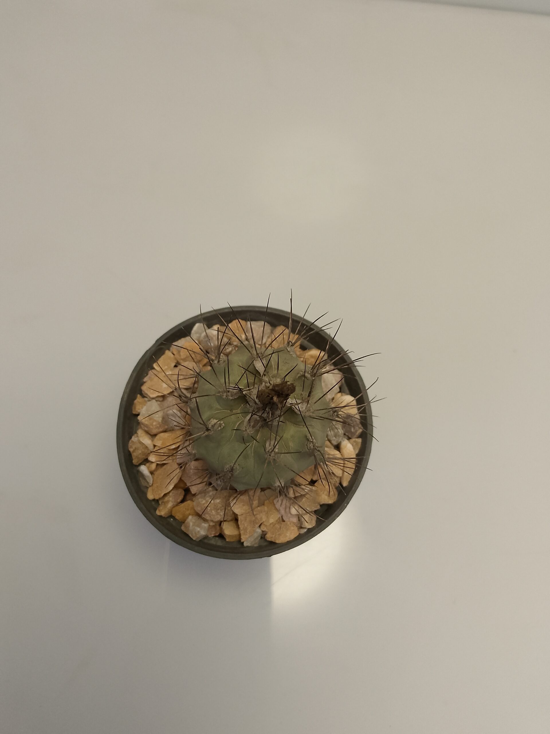 Copiapoa cactus