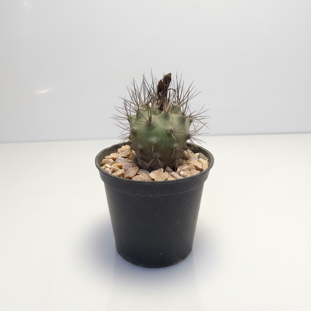 Copiapoa