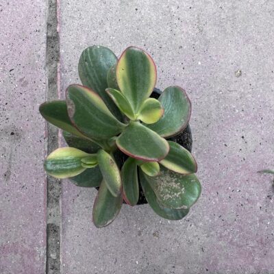 Crassula Ovata Succulent