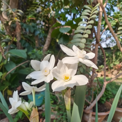 Daffodil Flowers Daffodil Flowers
