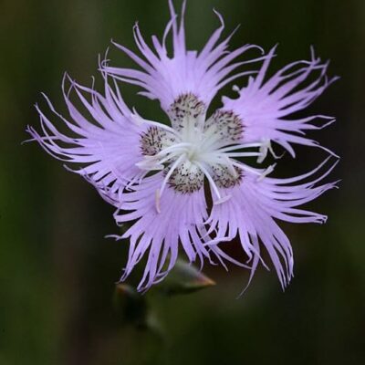 Dianthus Flower