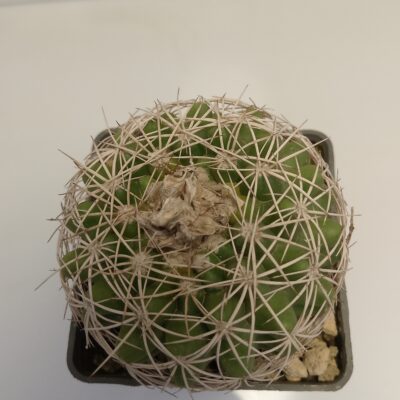 Discocactus Araneispinus Cactus plant Discocactus Araneispinus Cactus plant