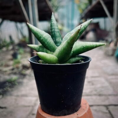 Dracaena trifasciata