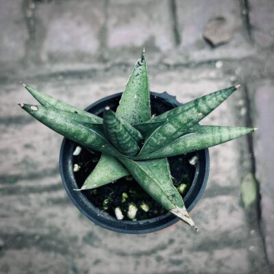 Dracaena trifasciata plant in pakistan