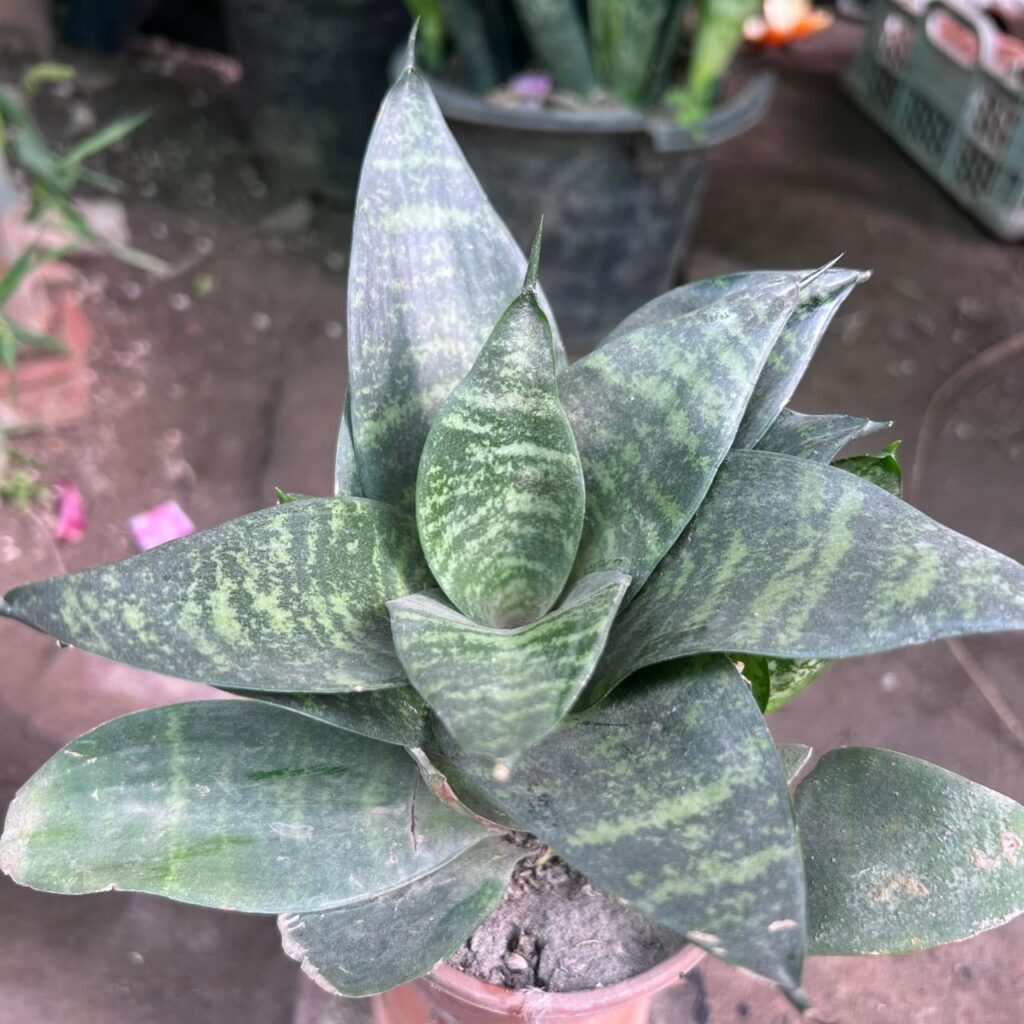 Dwarf Snake Plant air purifying