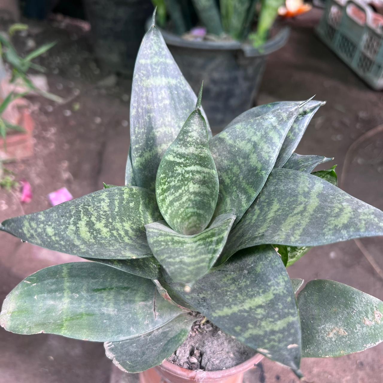 Dwarf Snake Plant air purifying