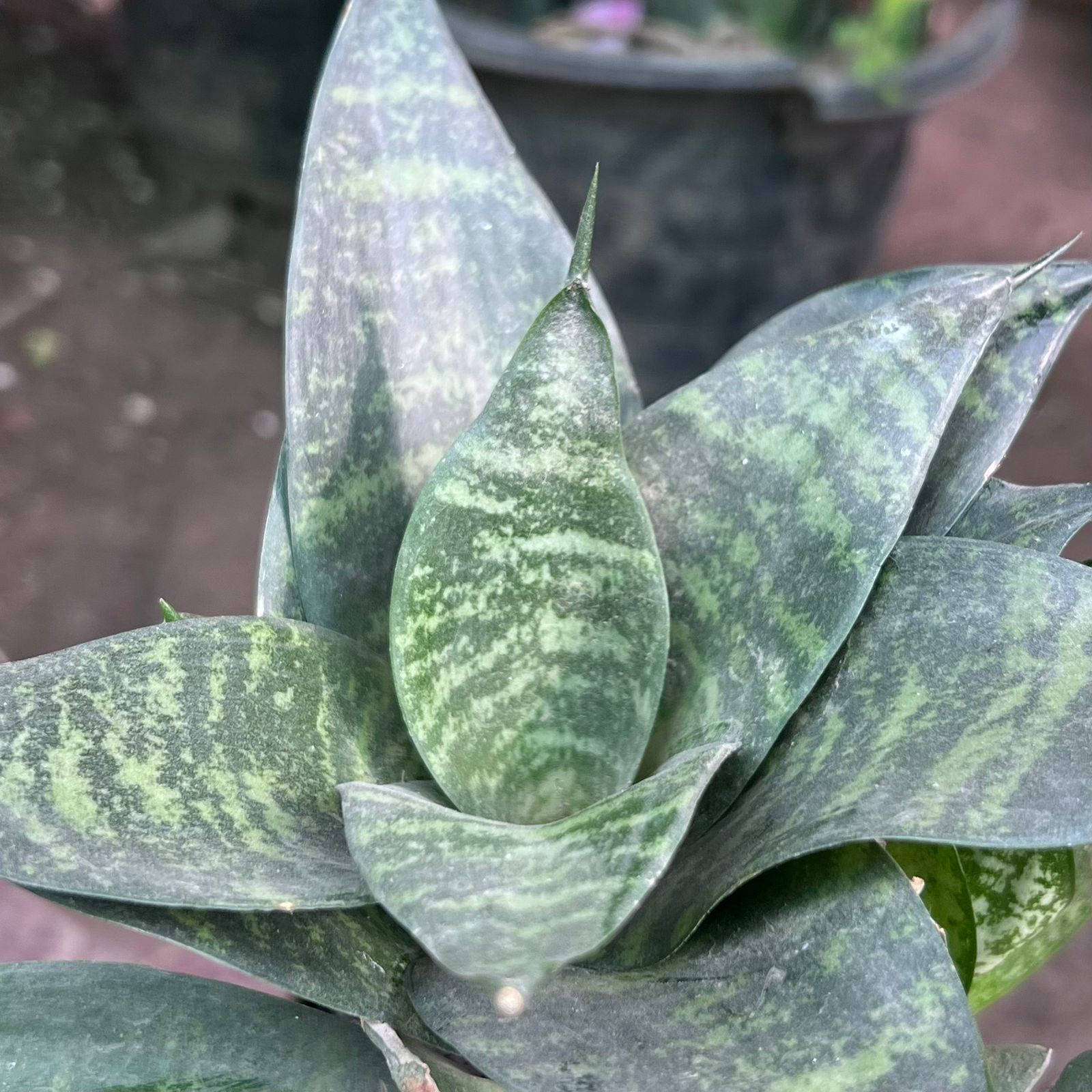 Dwarf Snake Plant in Pakistan