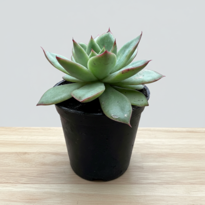 Echeveria Succulent