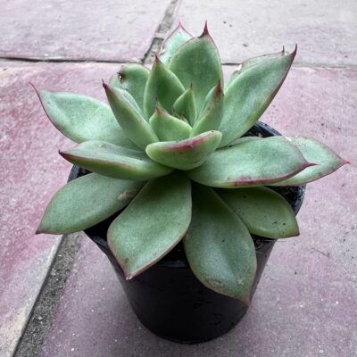 Echeveria Succulents Echeveria Succulents