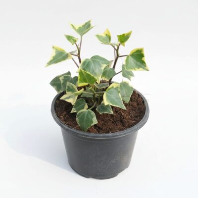 English Ivy (Goldchild Algerian)