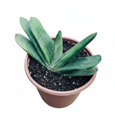 Gasteria