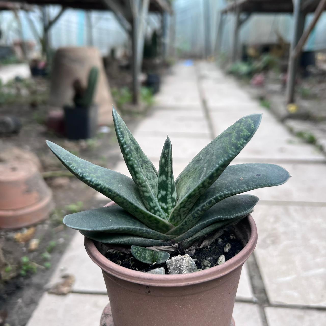 Gasteria Batesiana plant